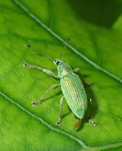 Réf. 259 613 : Polydrusus formosus